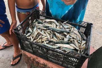 Chinchorro y varada del pescado pasados por agua (Foto TA)